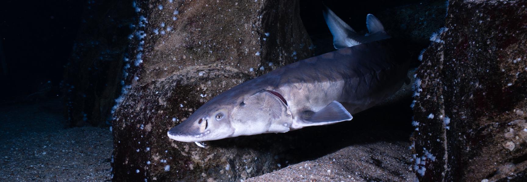 Zeldzame Europese steur. Foto: Peter van Rodijnen