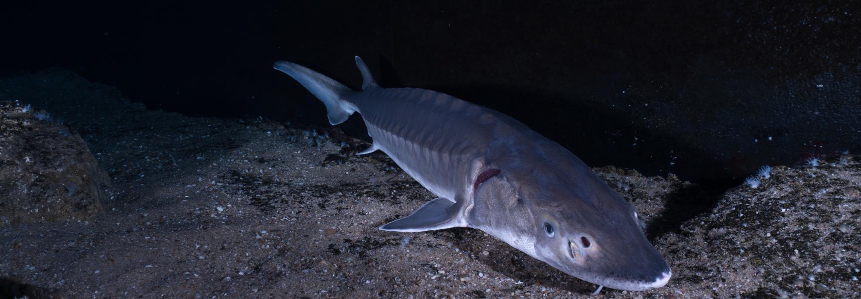 Zeldzame Europese steur. Foto: Peter van Rodijnen