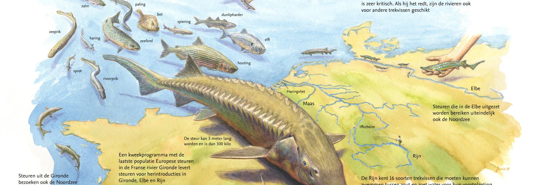 De steur: boegbeeld van trekvissen. Tekening: Jeroen Helmer