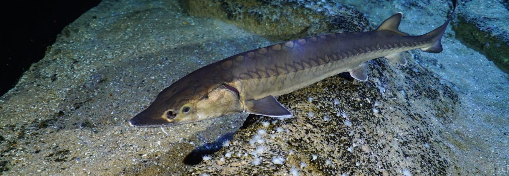 Europese steur in Diergaarde Blijdorp. Foto: Peter van Rodijnen