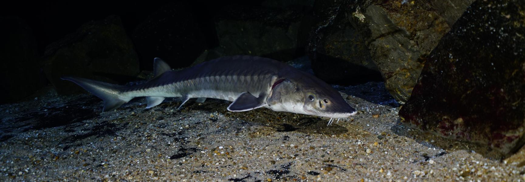 Europese Atlantische steur (Acipenser sturio). Foto: Peter van Rodijnen
