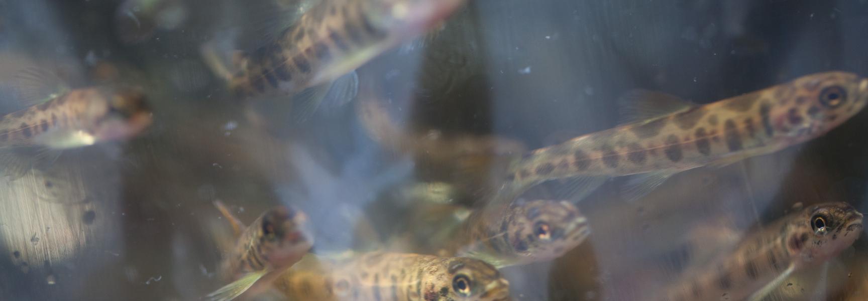 Jonge zalmen net voordat ze worden uitgezet.
