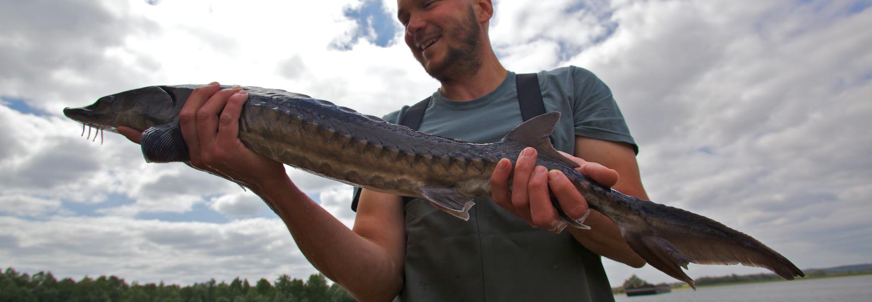 ARK'er Bram Houben met een van de gezenderde steuren die zijn uitgezet in de Rijn.