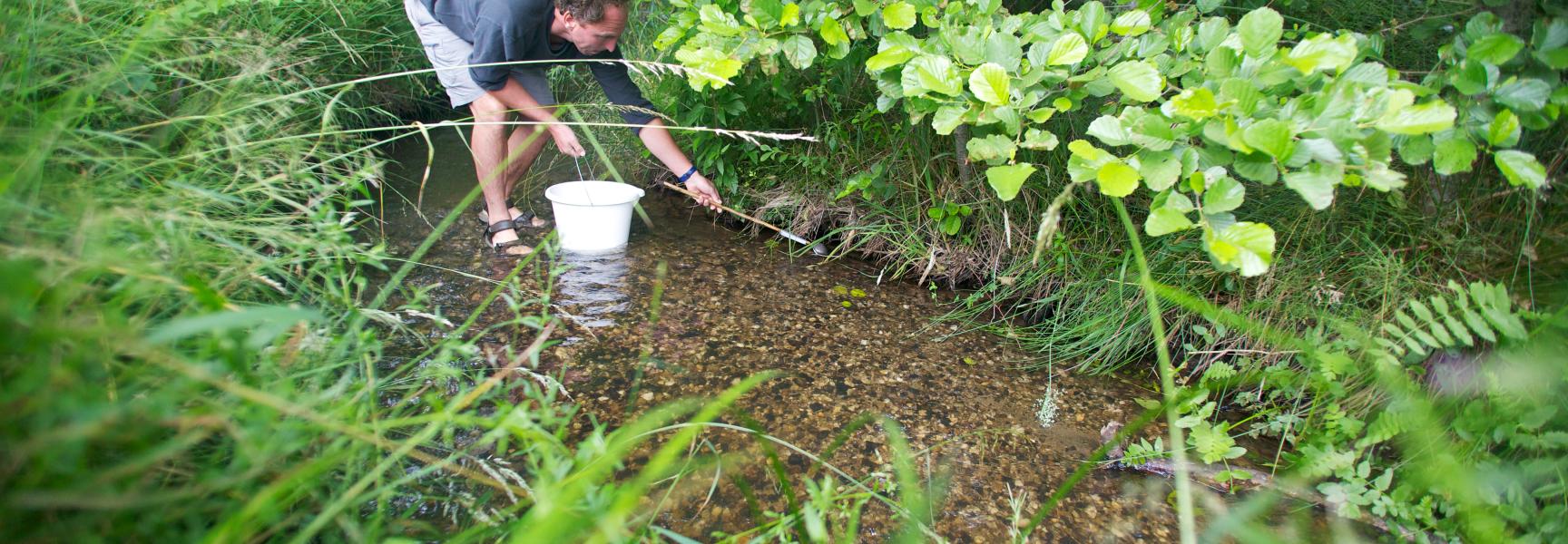 Jonge zalmen uitzetten in zijbeek van de Roer