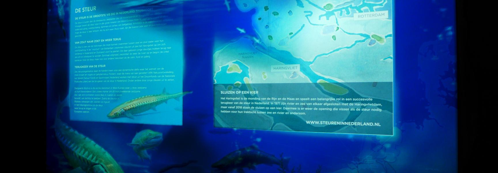 Haringvliet Steurenexpositie in Diergaarde Blijdorp