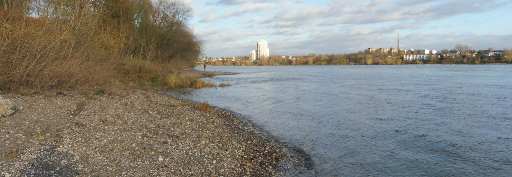 Potentieel paaigebied voor steuren in de Rijn in de omgeving van Keulen