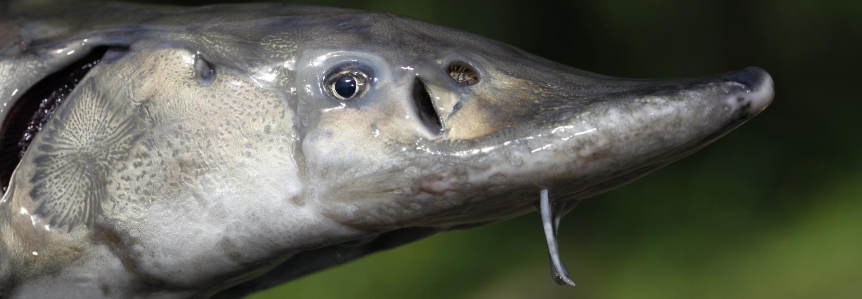 Steur foto Jelger Herder