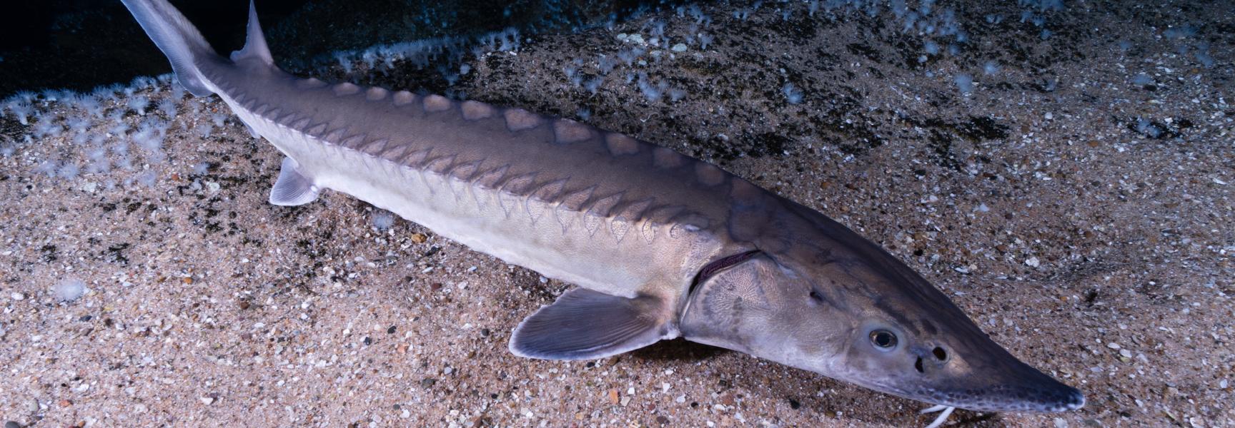 De bijna uitgestorven Europese steur. Foto: Peter van Rodijnen