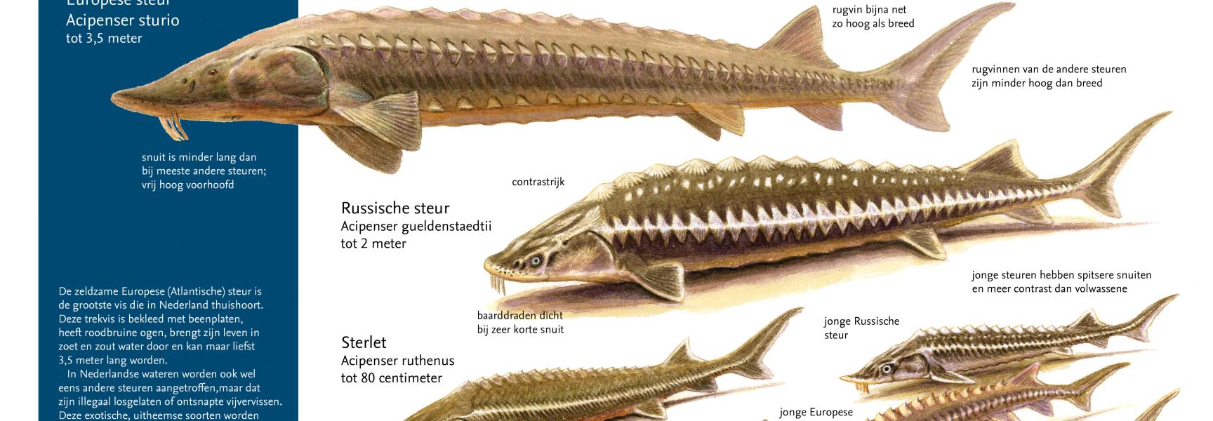 Zoekkaart Steuren en hun jongen