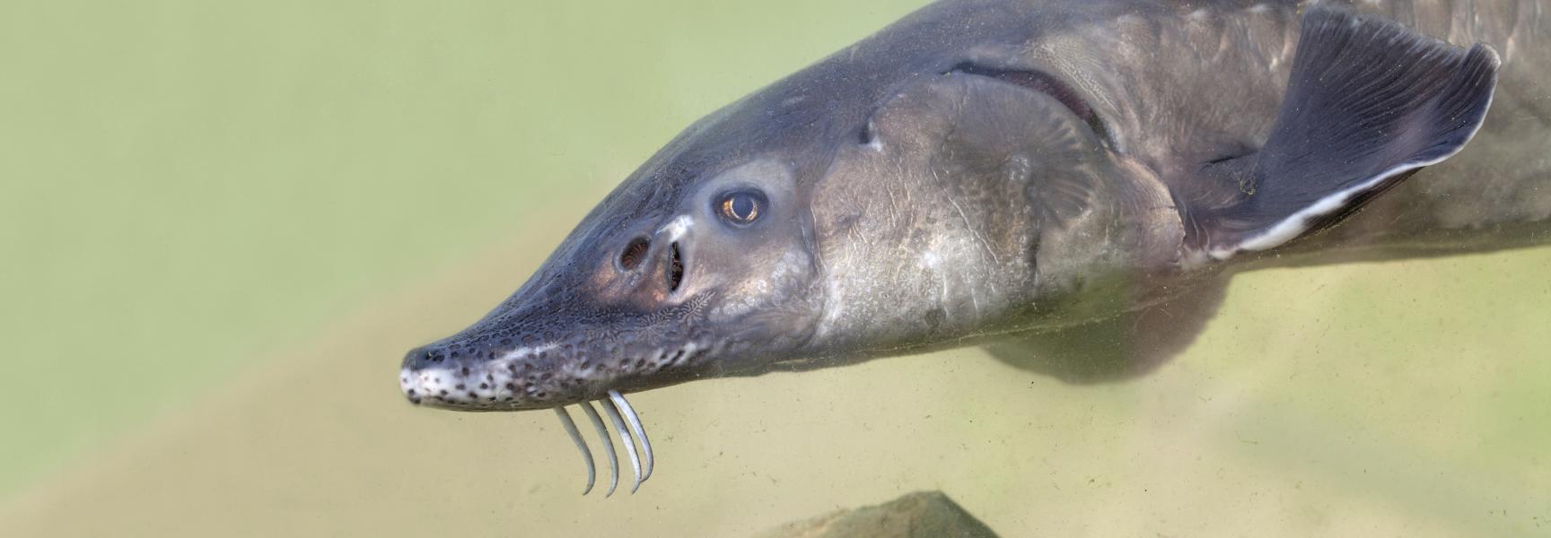 Europese Atlantische steur. Foto: Jelger Herder