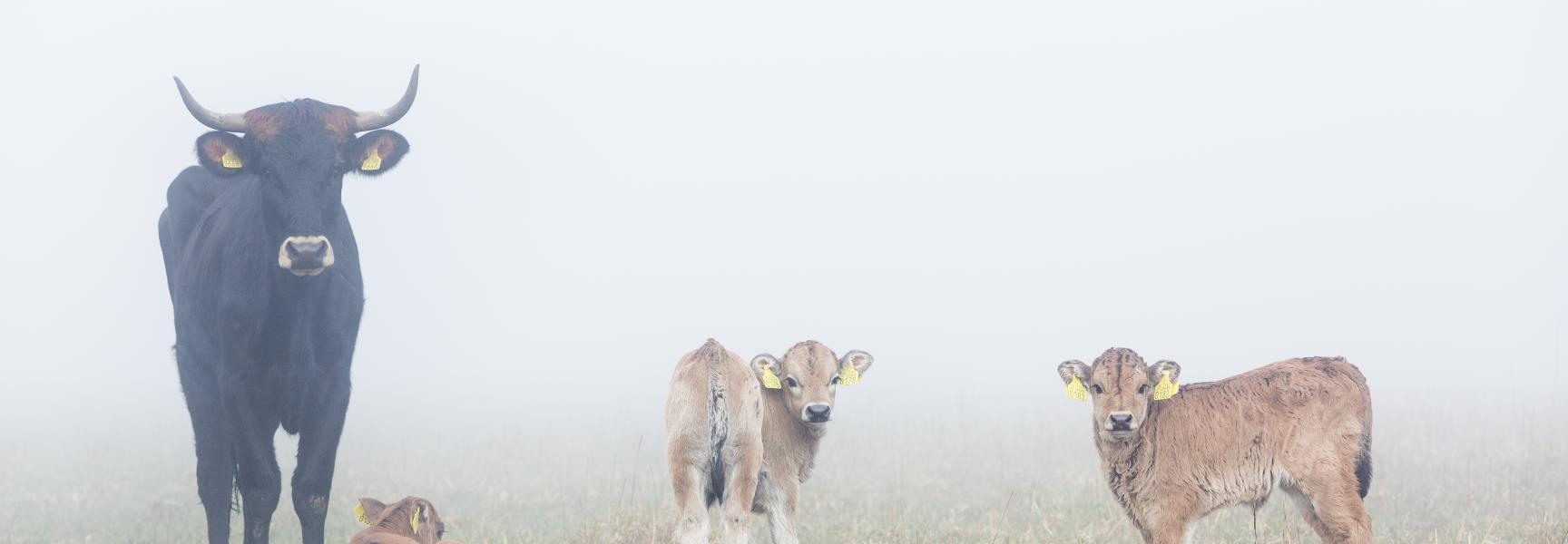 Kalveren Taurossen in het Kempen~Broek