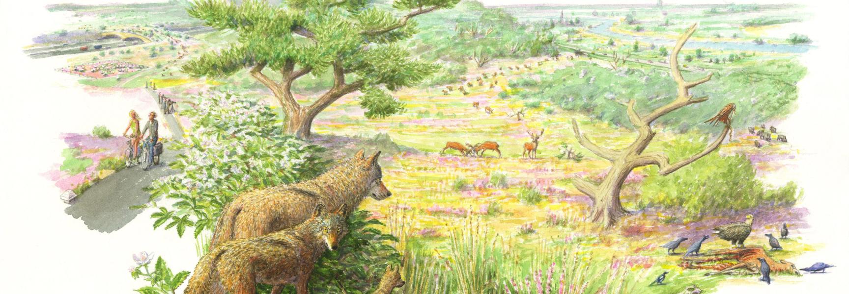 ARK werkt aan hetrealiseren van een aaneengesloten en wilde Veluwe (Illustratie Jeroen Helmer)