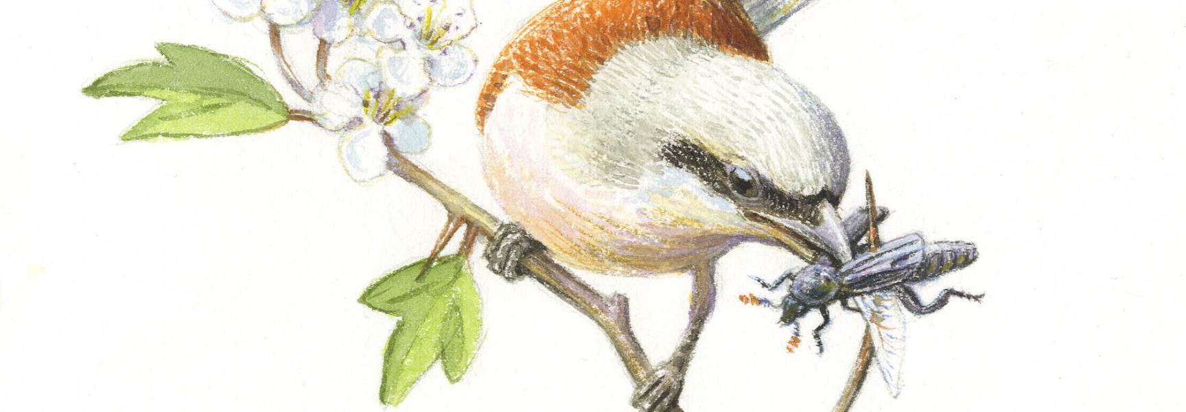 Grauwe Klauwier. Tekening: Jeroen Helmer