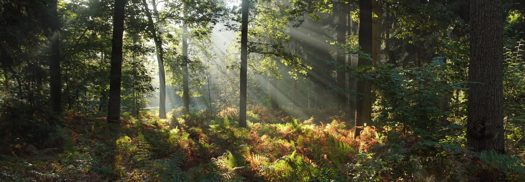 Lichtharp in de bossen van landgoed Velder. Foto: Bert Vervoort