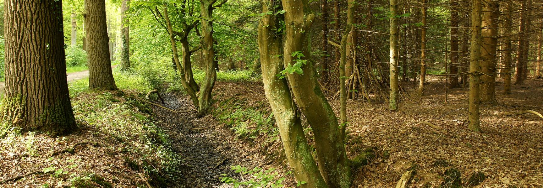 Een haagbeuk op landgoed Velder (foto Bert Vervoort)
