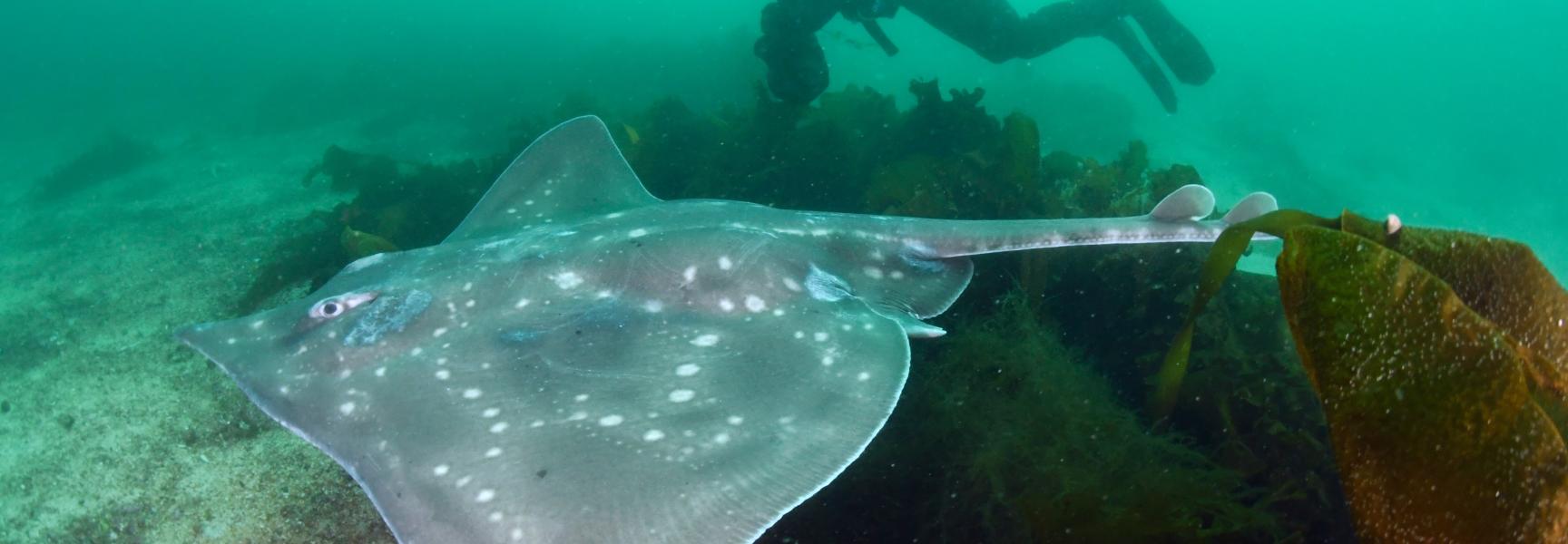 De reusachtige vleet kan meer dan tweeëneenhalve meter lang worden. (Foto: WWF NL / Peter Verhoog)