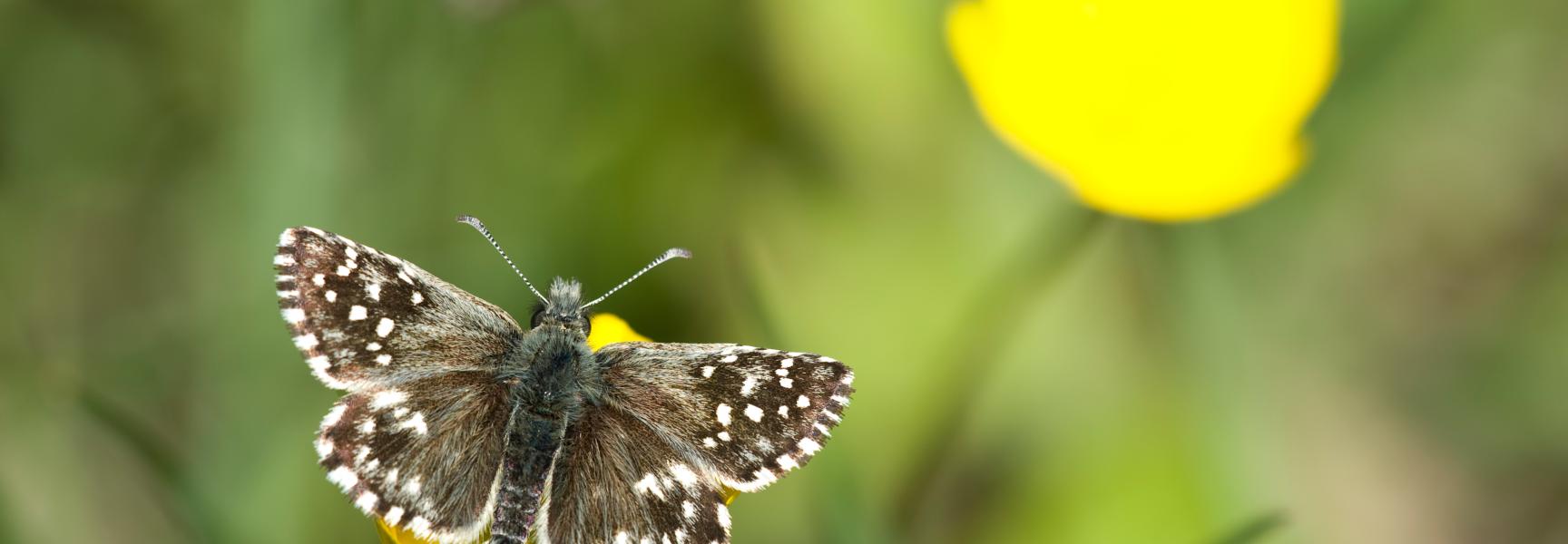 Aardbeivlinder. Foto: Rasmus Holmboe Dah