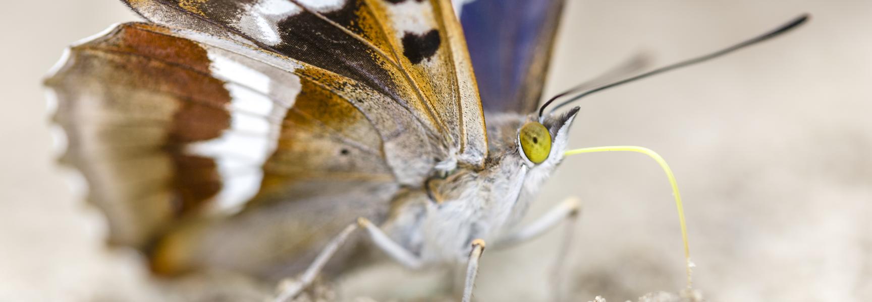 Grote weerschijnvlinder. Foto: Alex Huizinga, Nature in Stock