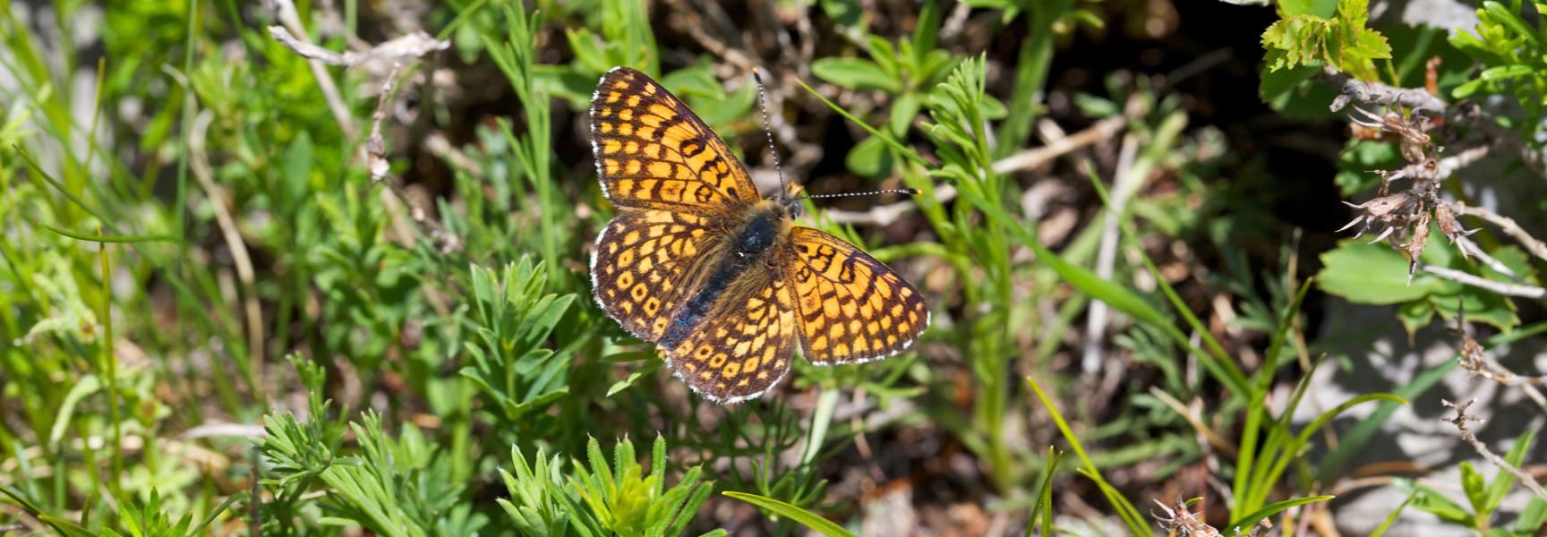 Veldparelmoervlinder