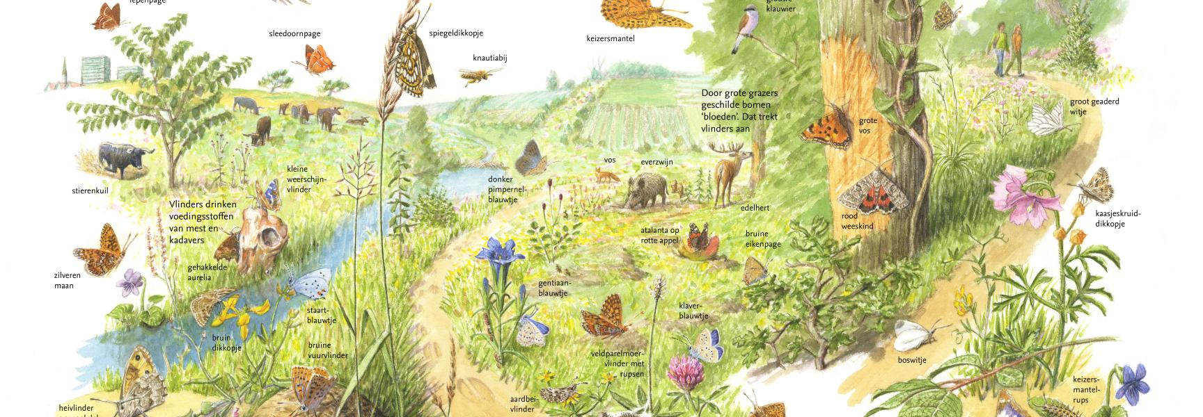 Zoekkaart Wild van Vlinders