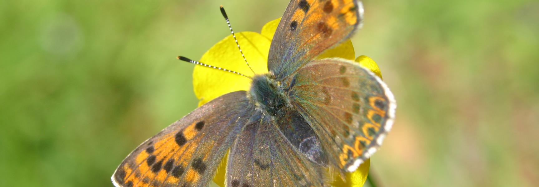 Bruine vuurvlinder. Foto: Kim Huskens