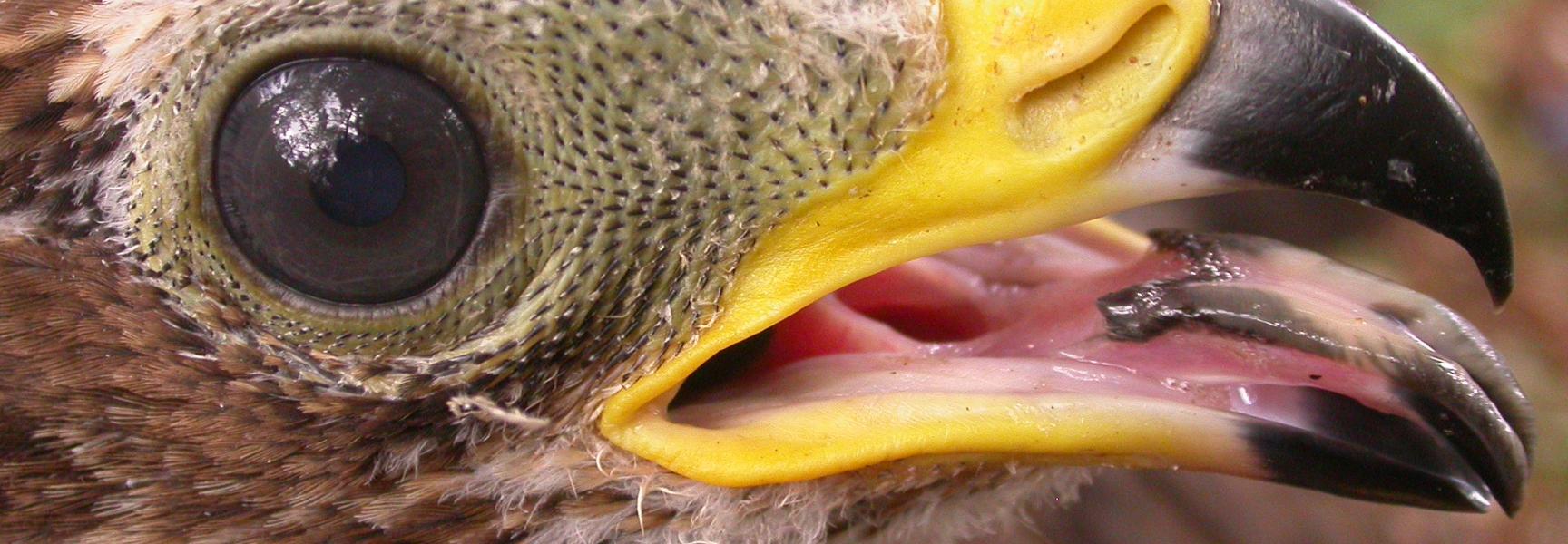 Wespendief, foto Jan van Diermen