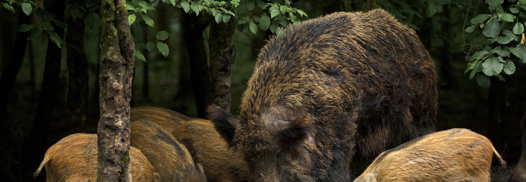 Wild zwijn