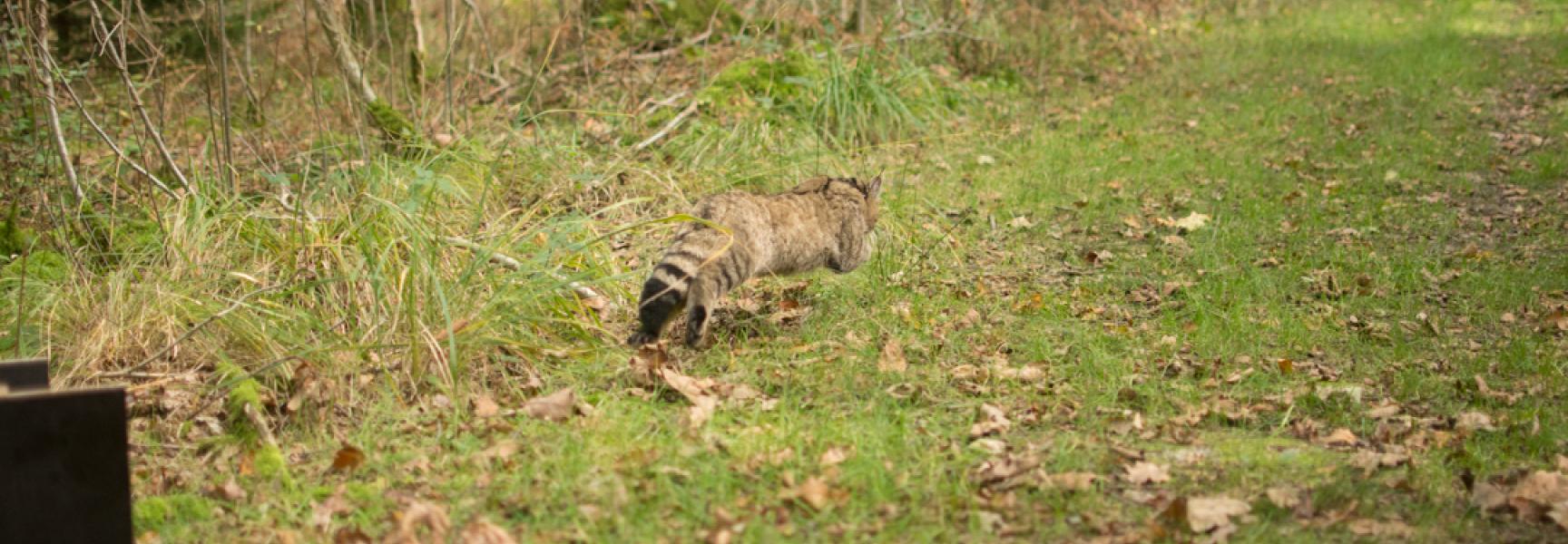 Loslaten Wilde kat Foto Jasja Dekker