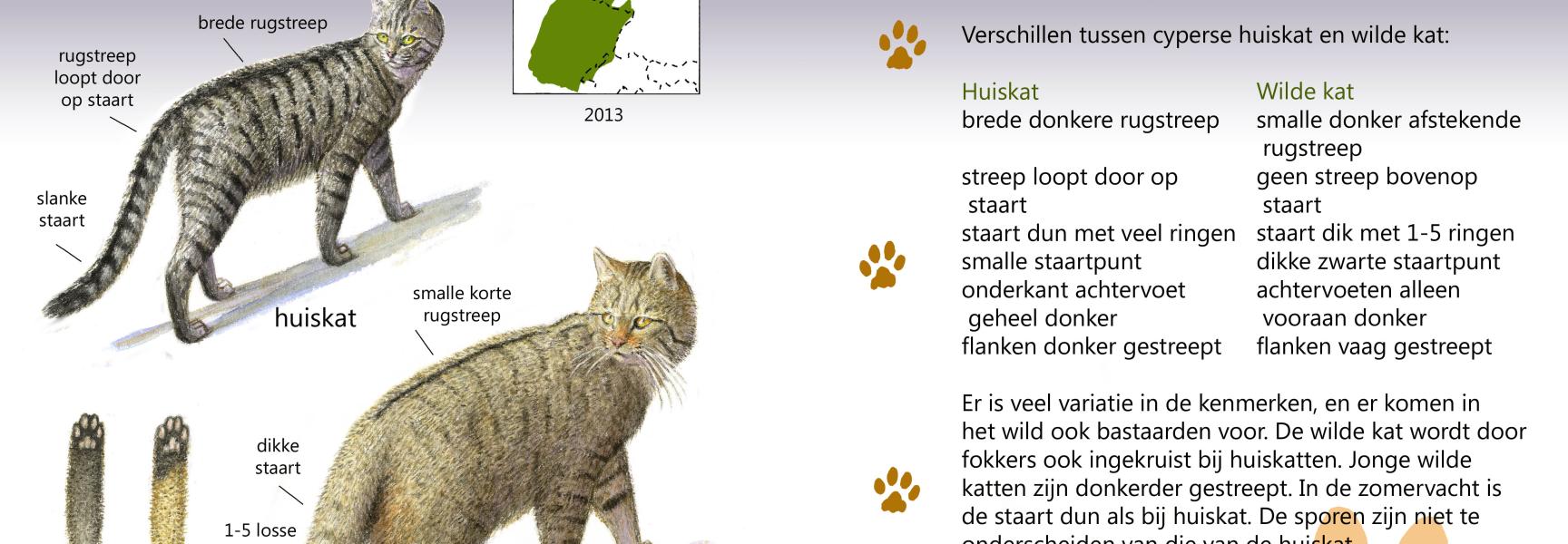 Roofdiergids wilde kat