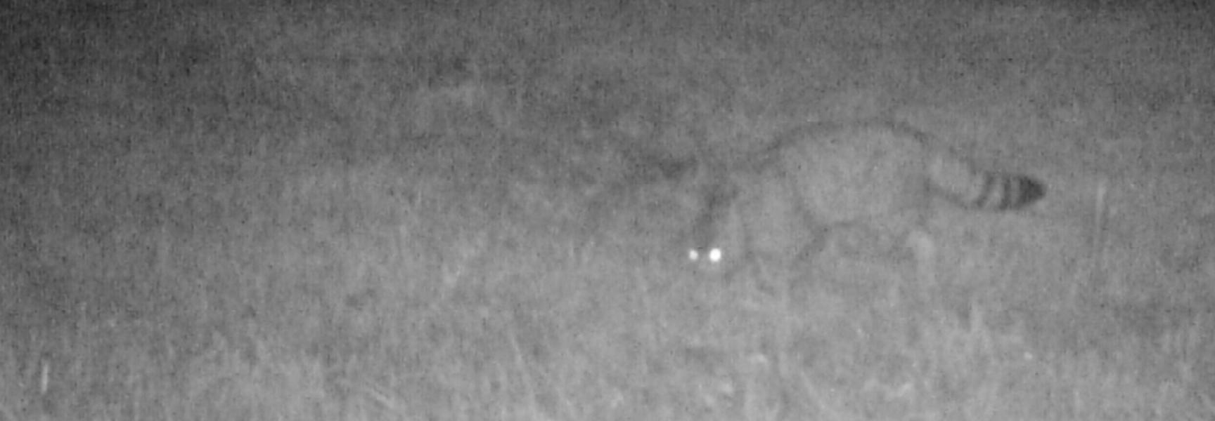 Wilde Kat Zuid-Limburg