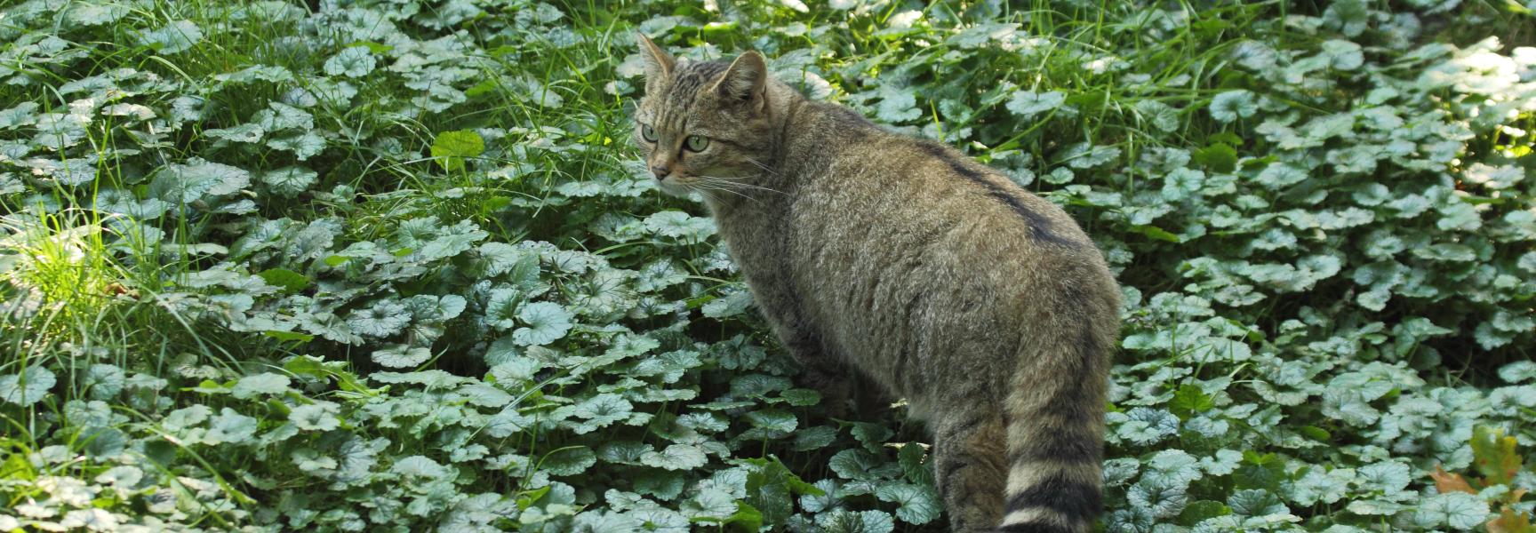 Wilde kat Foto Kim Huskens