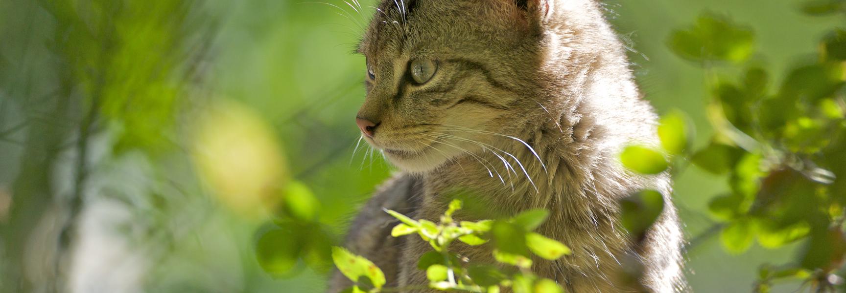 Jonge wilde kat