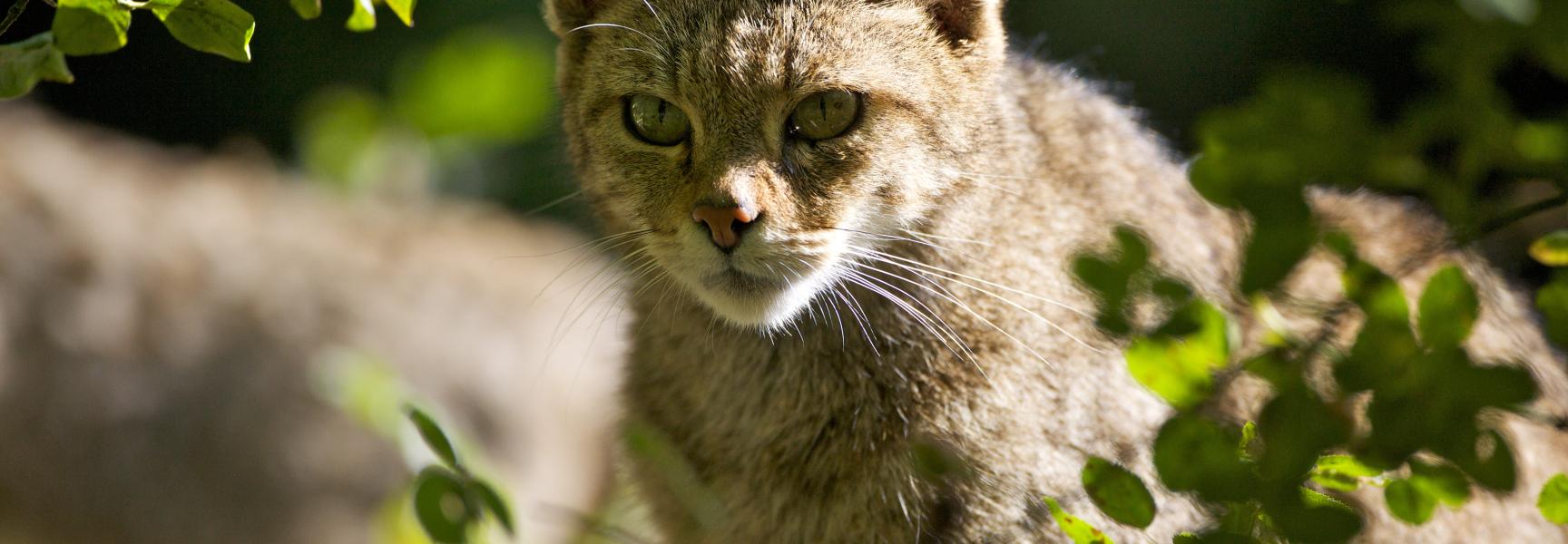Wilde kat