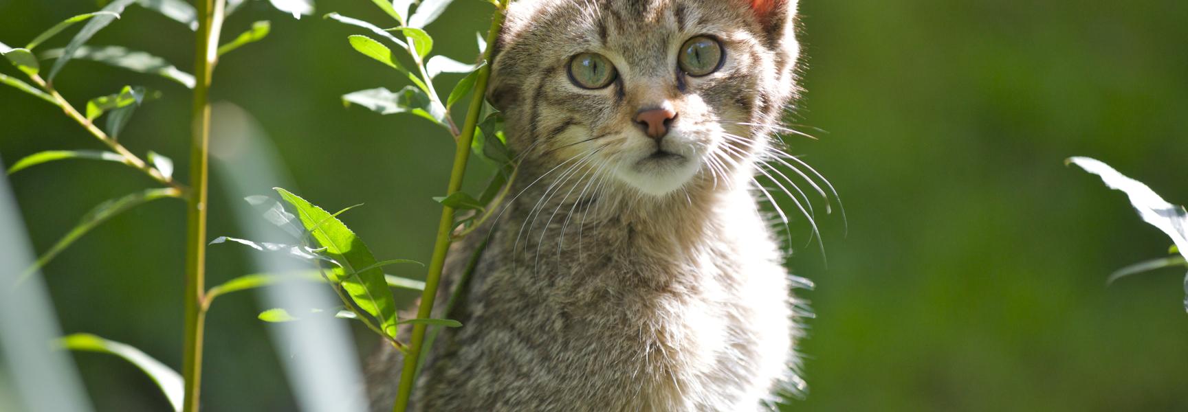 Jonge wilde kat