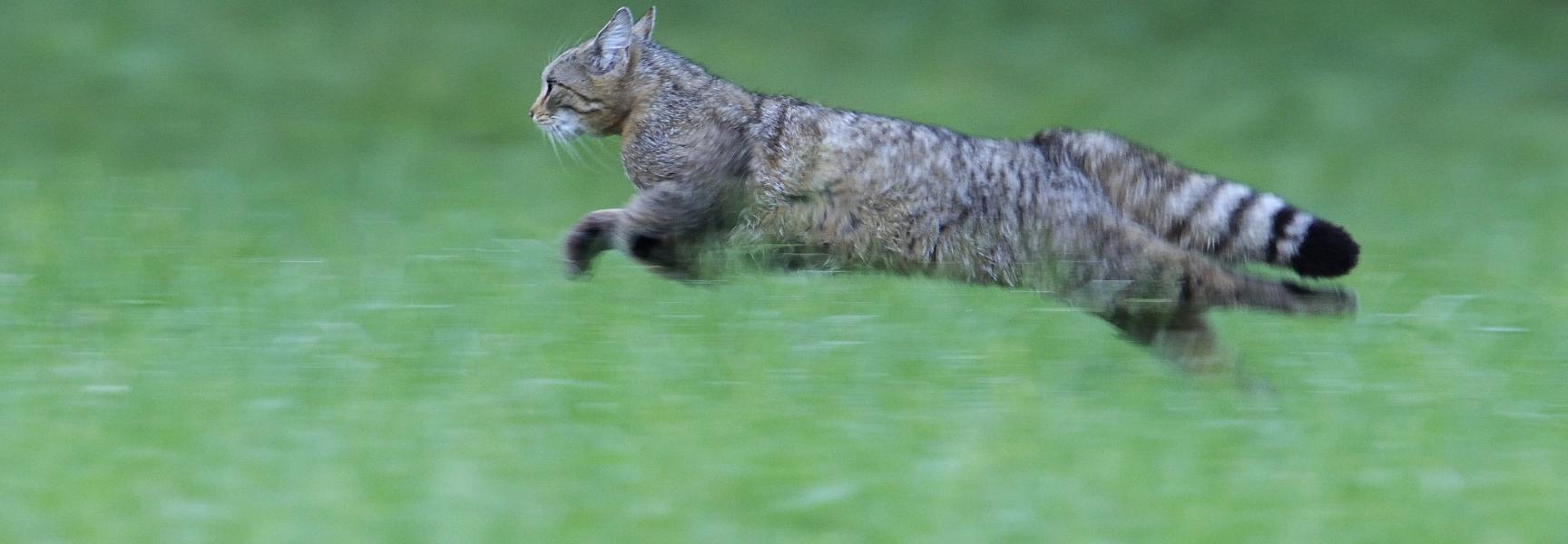 Wilde kat. Foto: Fabrice Cahez, Nature in Stock