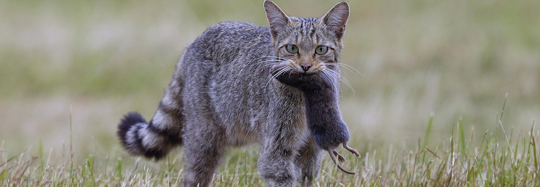 Wilde kat met prooi. Foto: Fabrice Cahez, Nature in Stock