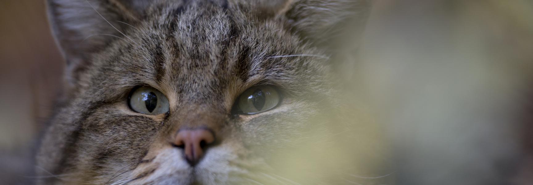 Wilde kat. Foto: Fabrice Cahez, Nature in Stock