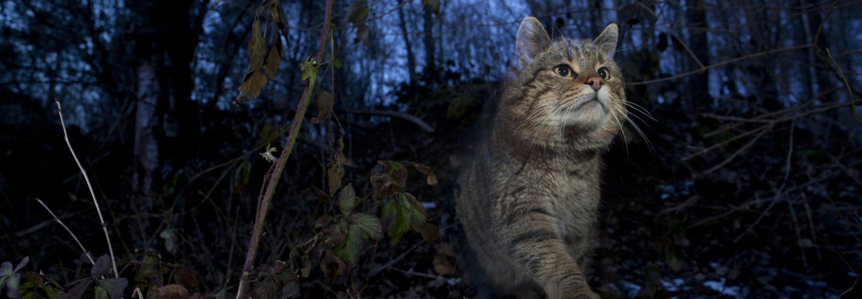 Europese wilde kat. Foto: Klaus Echle, Nature in Stock