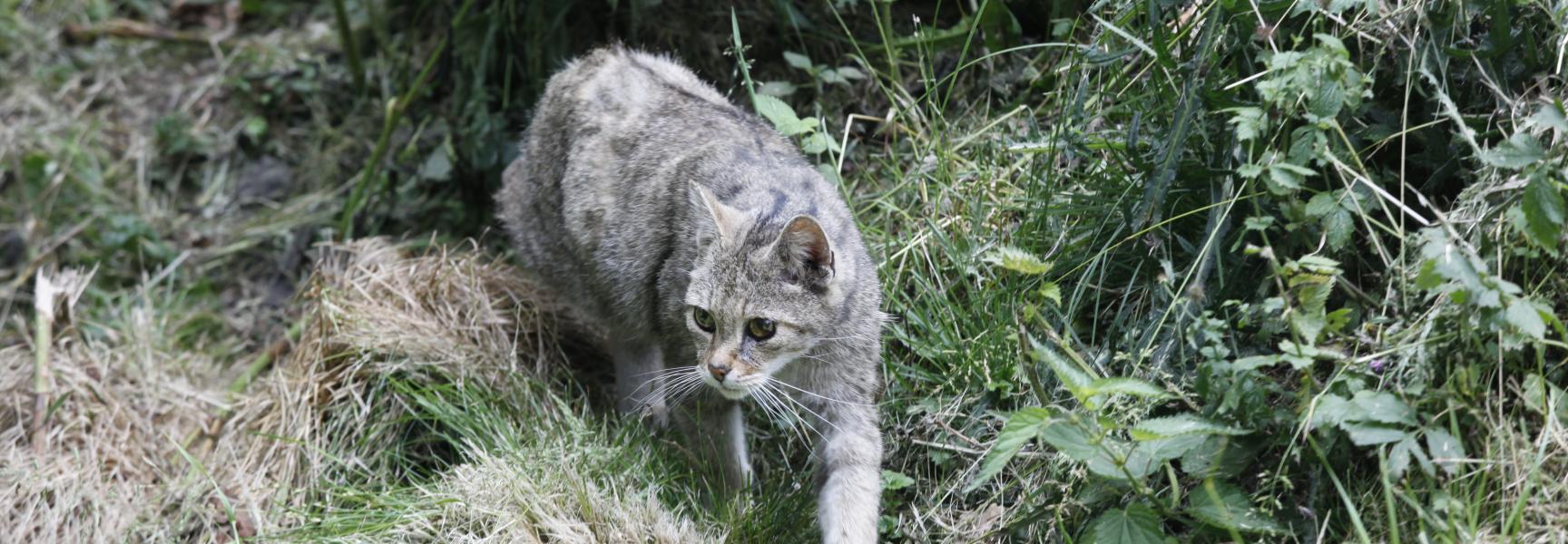 Wilde kat