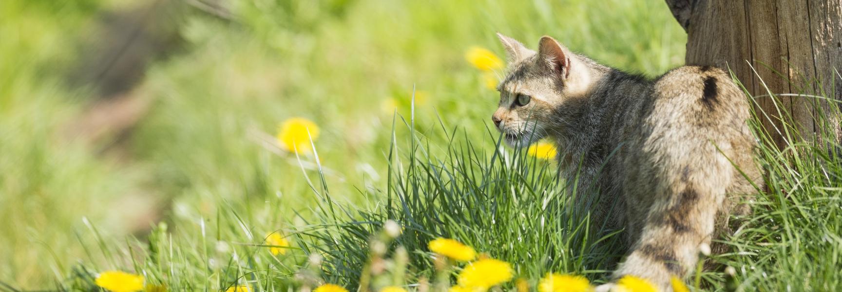 Wilde kat. Foto: Bob Luijks, Natuurportret