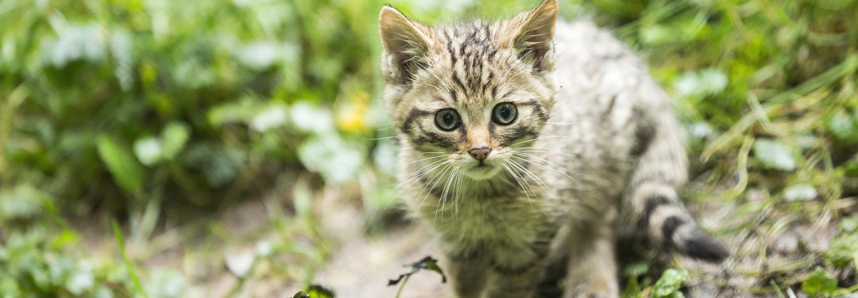 Jonge wilde kat. Foto: Bob Luijks