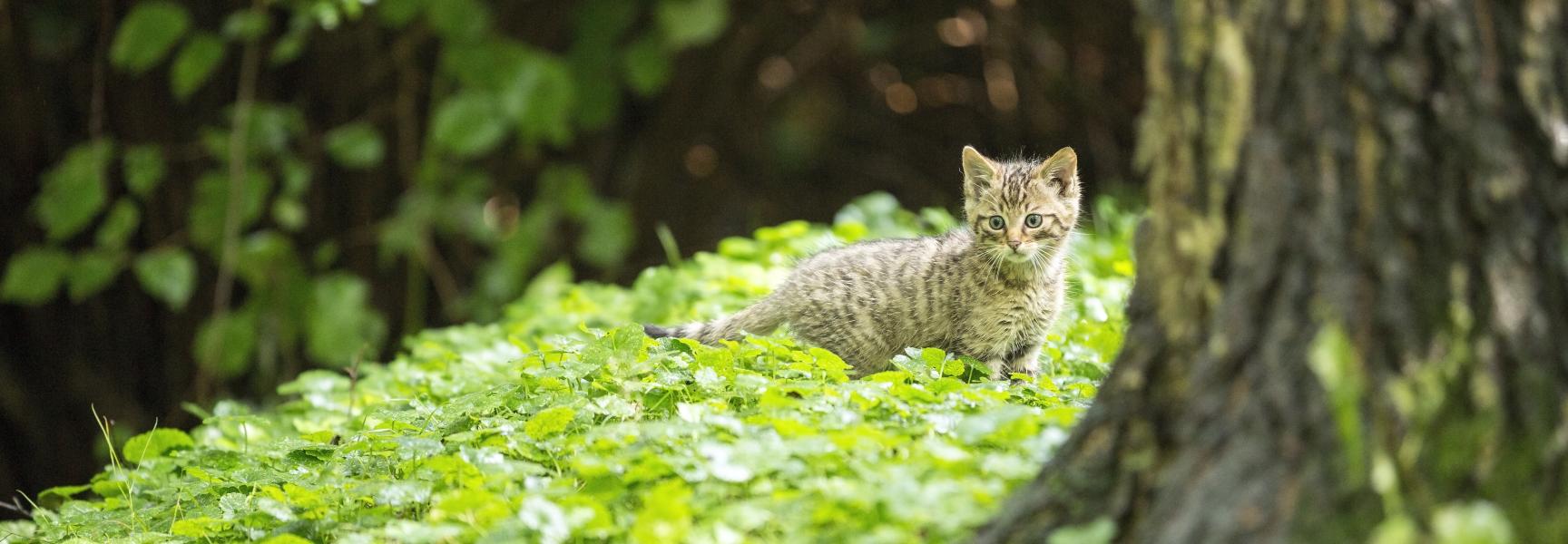 Wilde kat Foto Bob Luijks