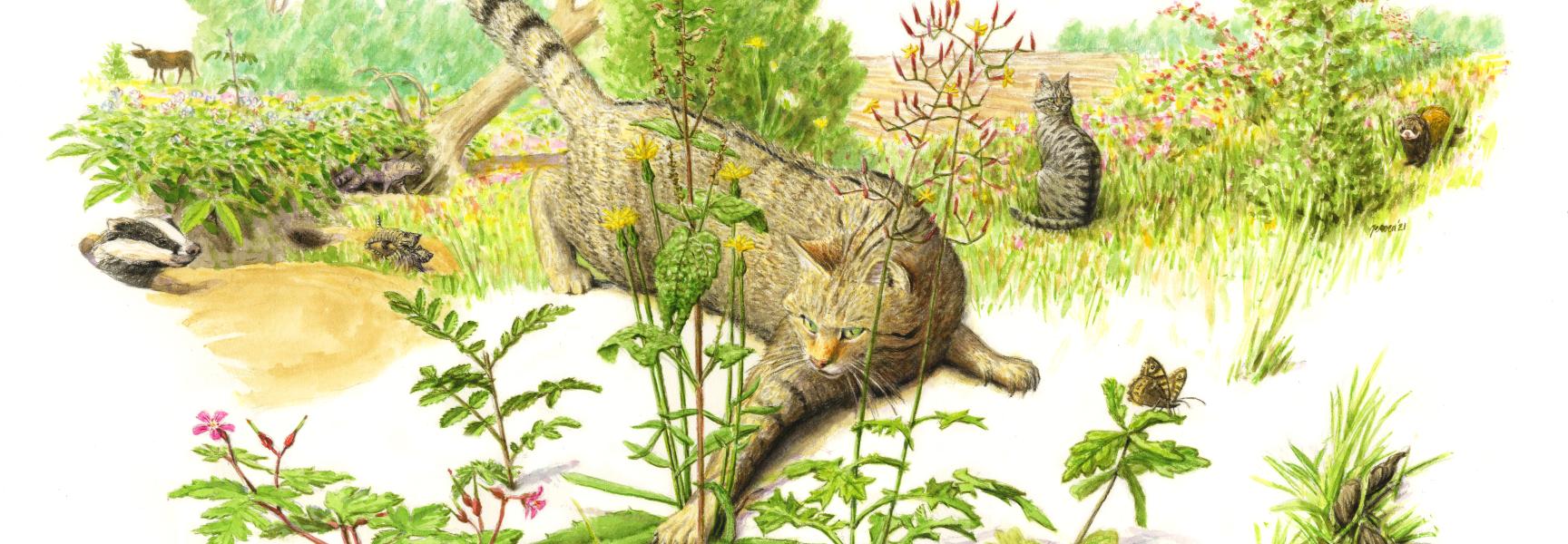 Wilde kat. Tekening: Jeroen Helmer/ARK.