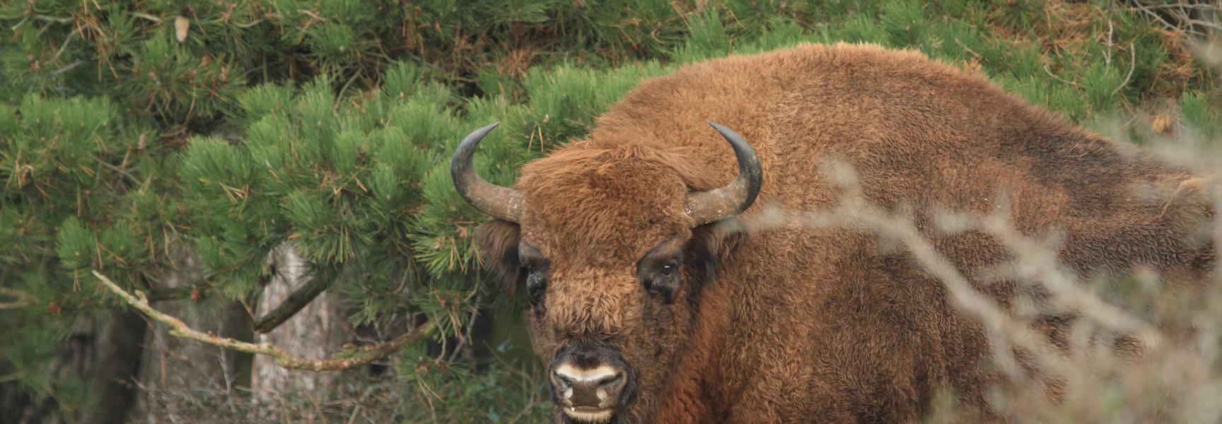 Wisent in het Kraansvlak