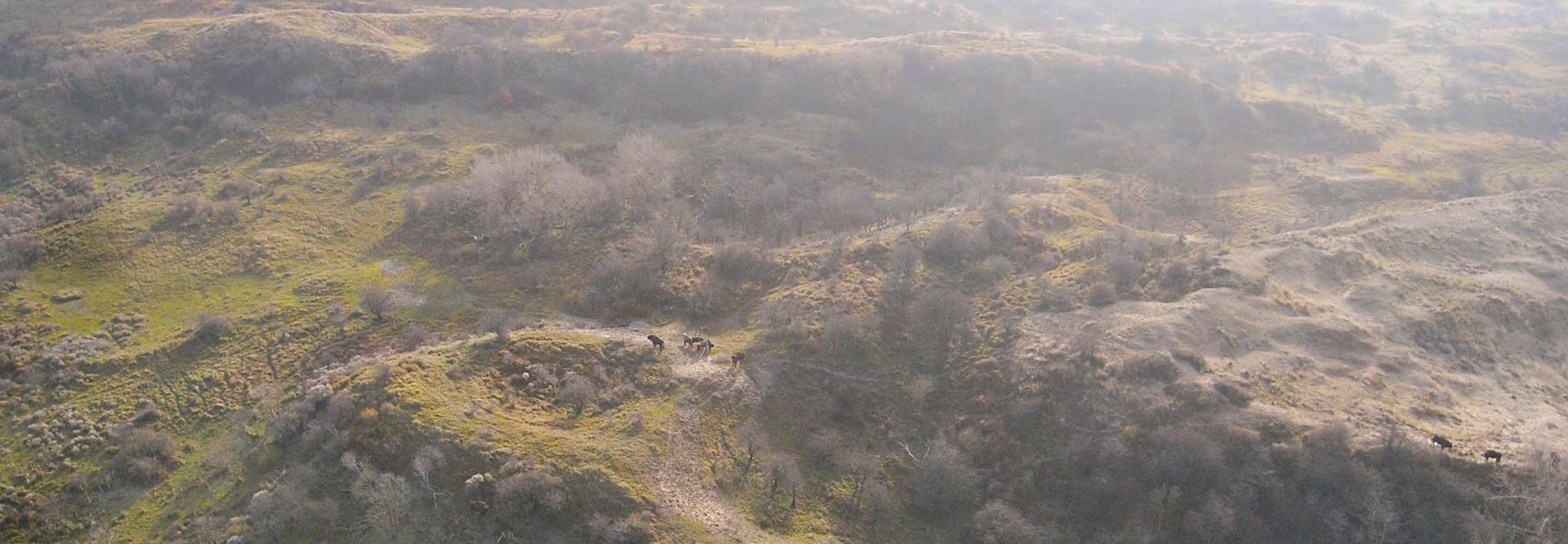 Wisenten vanuit de lucht. Foto: Harm Botman