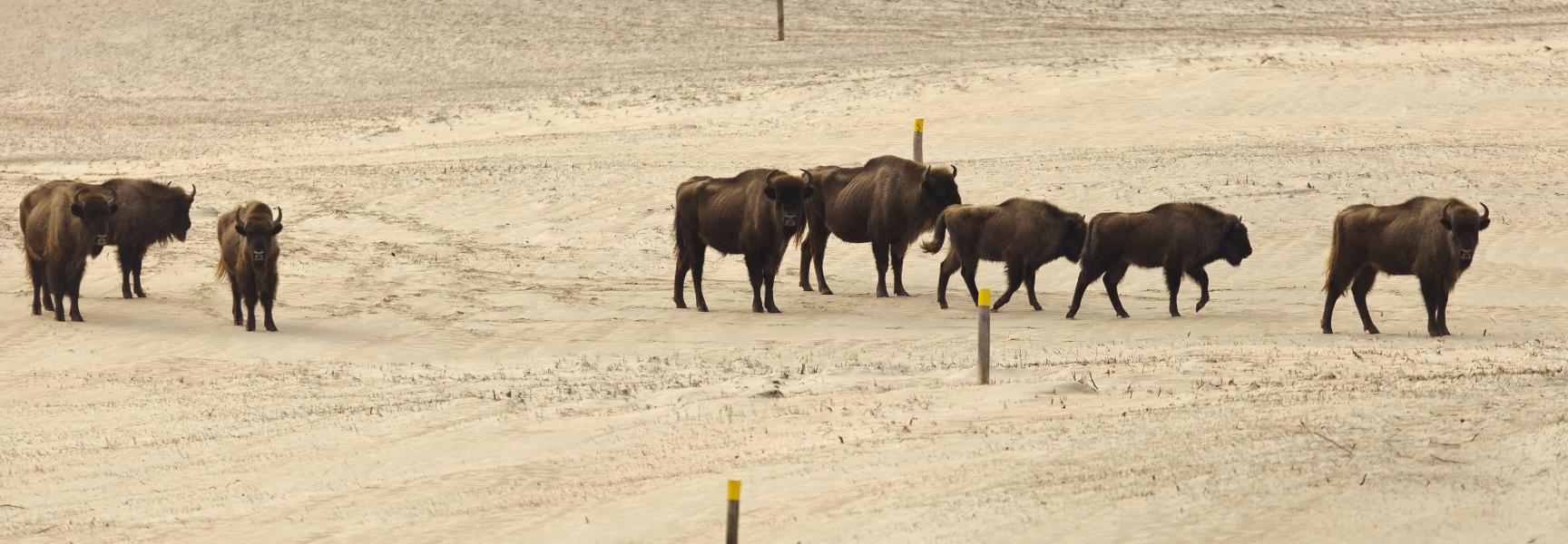 Wisenten op het  wisentpad, foto: Ruud Maaskant