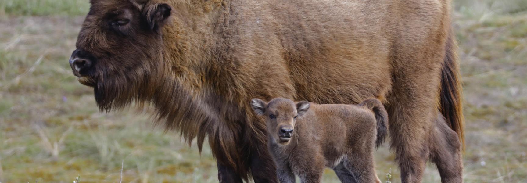 Wisent met kalf uit 2017. Foto: Ruud Maaskant
