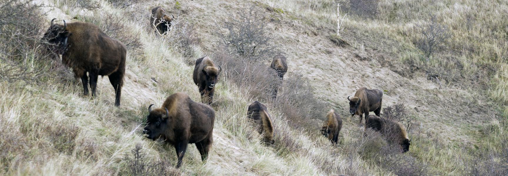 Wisent op duinhelling. Foto: Ruud Maaskant