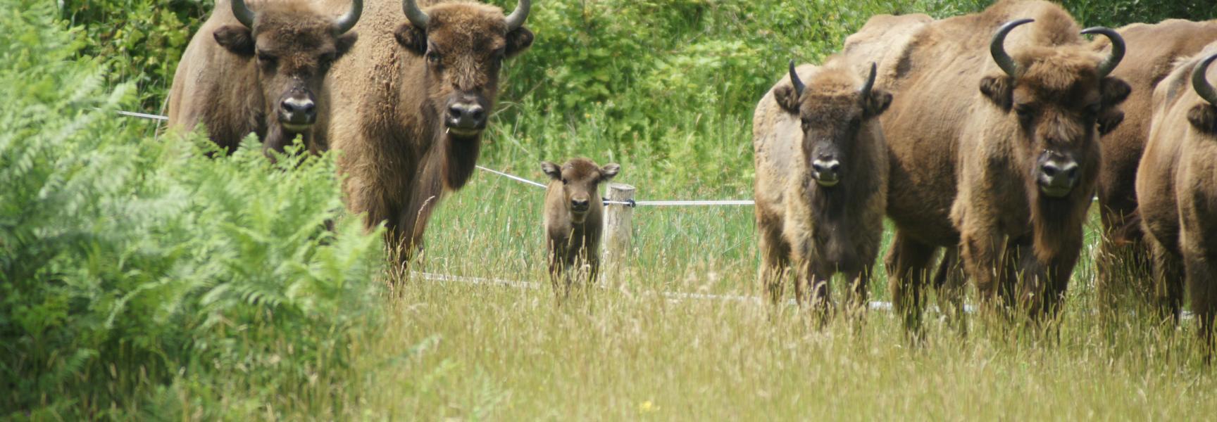 De pasgeboren wisent tussen zijn veel grotere soortgenoten. Foto: Kerstin Bouma