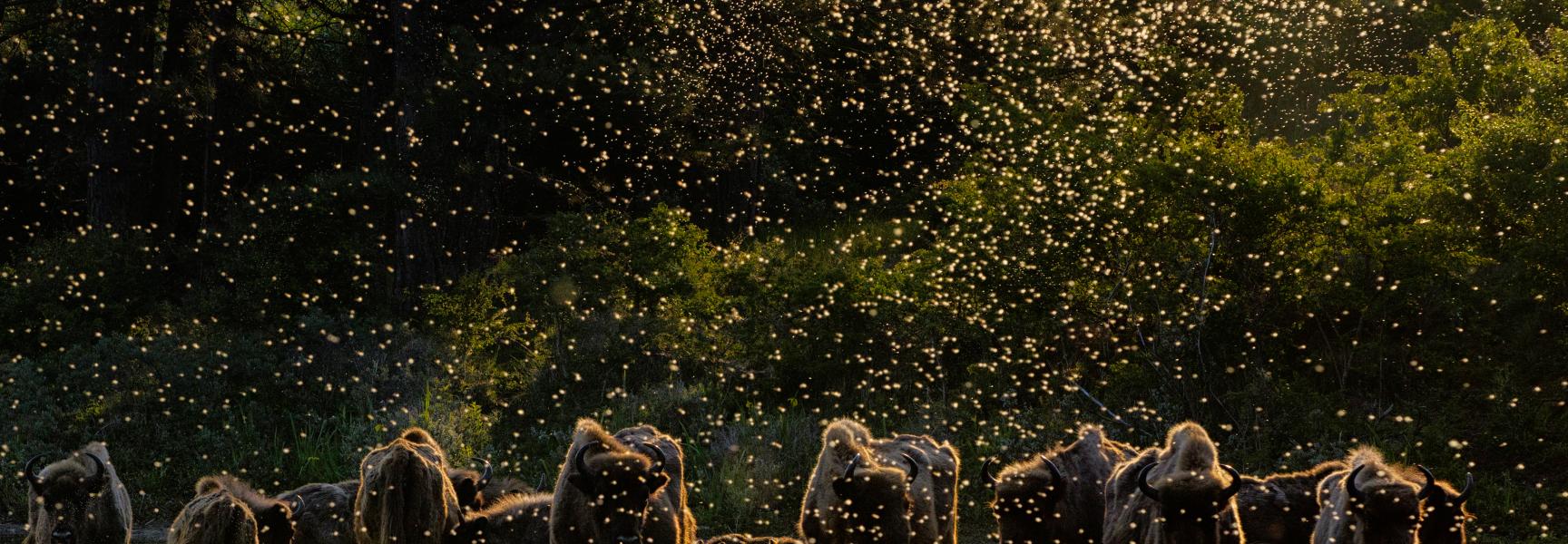 'Dawn of the Bison'. Foto: Jasper Doest